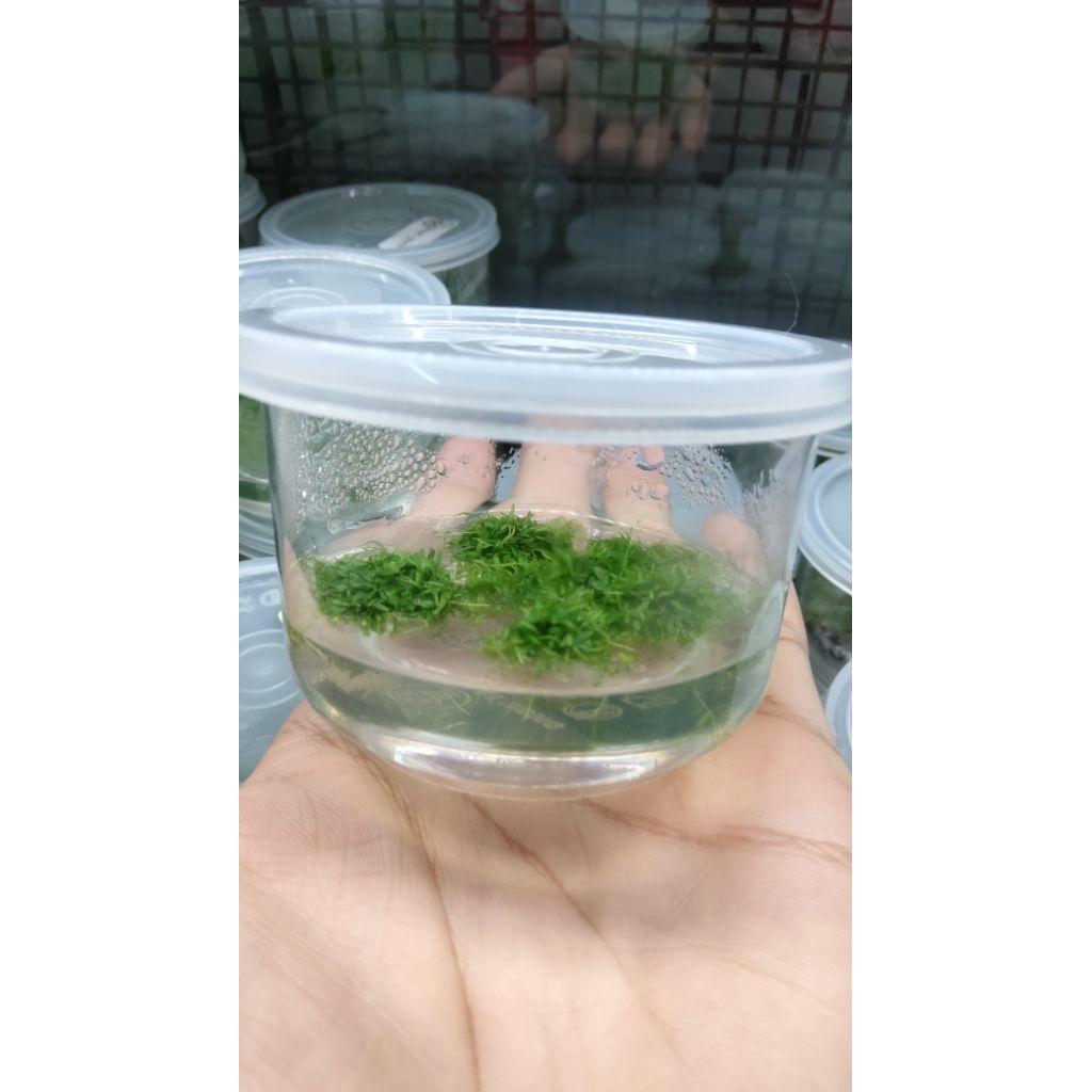 ต้นไม้น้ำหญ้ากระดาษเป็นต้นไม้น้ำสำหรับปูพื้นตู้ไม่ต้องใช้ CO2