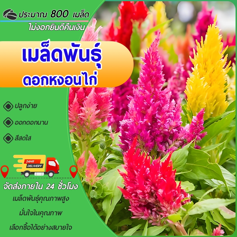 สร้อยไก่ คละสี เมล็ดพันธุ์ดอกสร้อยไก่ 800 เมล็ด พันธุ์แท้ นำเข้าจากต่างประเทศ ปลูกง่าย ดอกสวย
