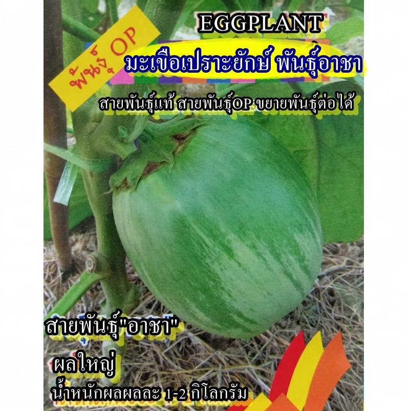 50+ เมล็ด เมล็ดมะเขือเปราะยักษ์ พันธุ์อาชา (ปลูกง่าย ผลใหญ่ยักษ์ น้ำหนักผล 1-2 กิโลกรัมต่อผล รสชาติหวานกรอบอร่อยมาก)