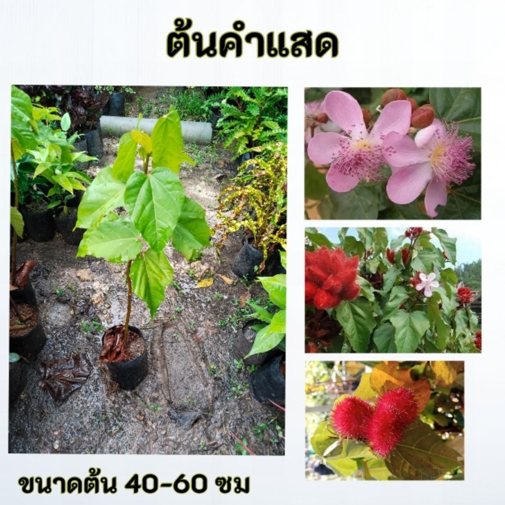 ต้นคำแสด คำแสด คำเงาะ