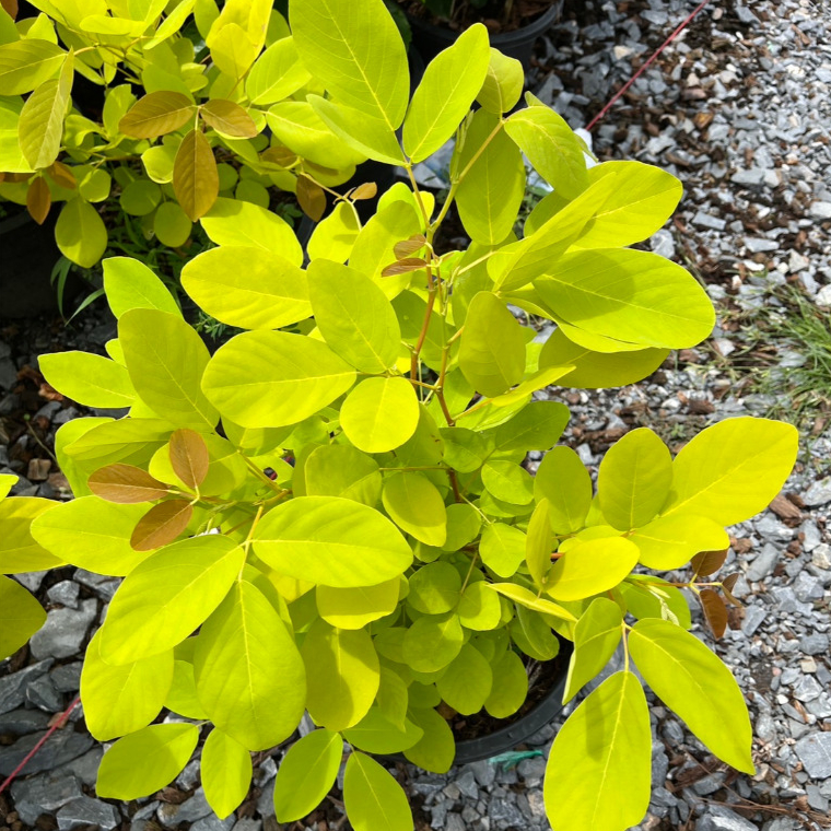 ทองนพเก้า หรือต้นชะแมบทอง ไม้มงคลสีทองสุขสว่าง Dendrolobium umbellatum 'Aurea'