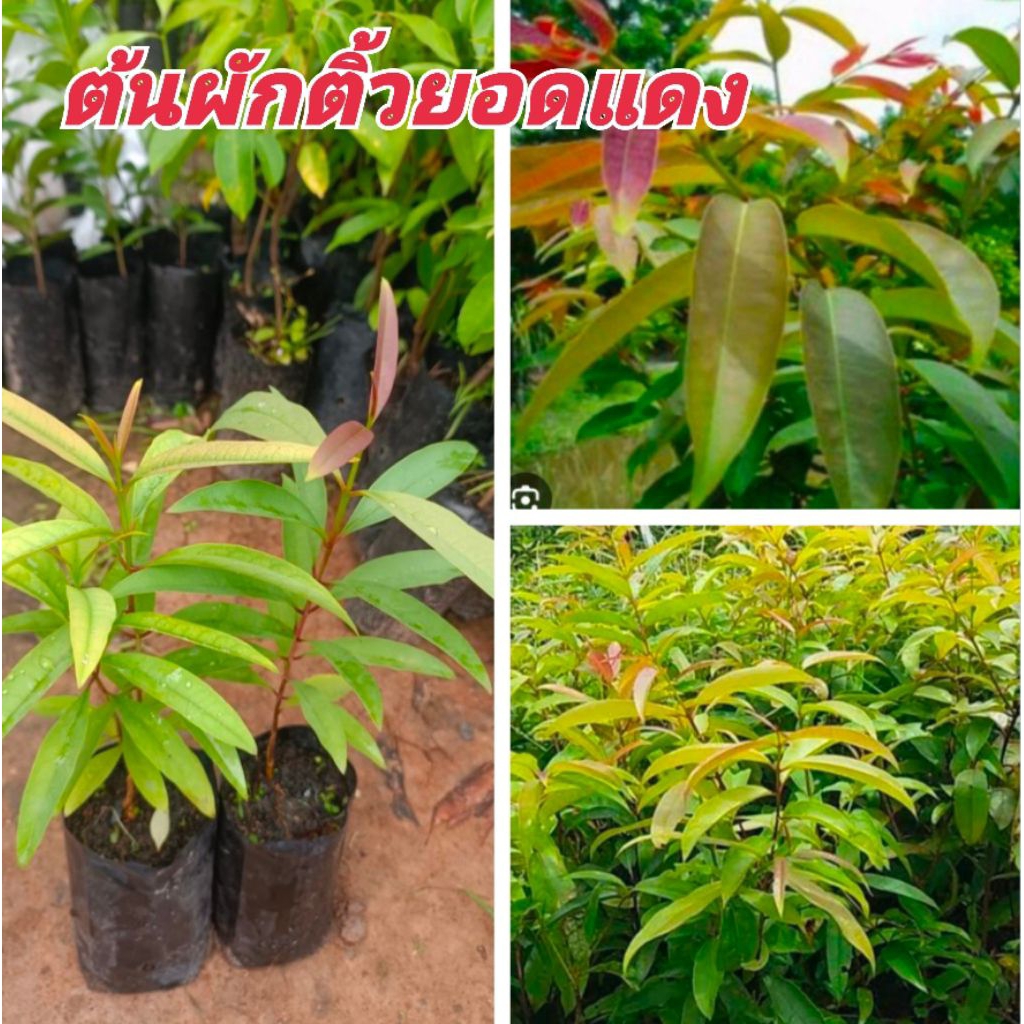 ต้นผักติ้วยอดแดง 1 ชุด 4 ถุง 80 บาท ต้นสวย พร้อมปลูกจ้า
