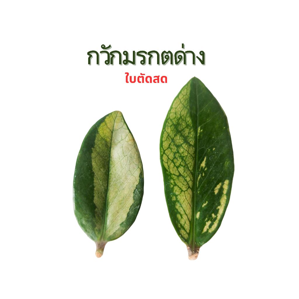 กวักมรกตด่าง ใบตัดสด Zanzibar Gemม ZZ Plant