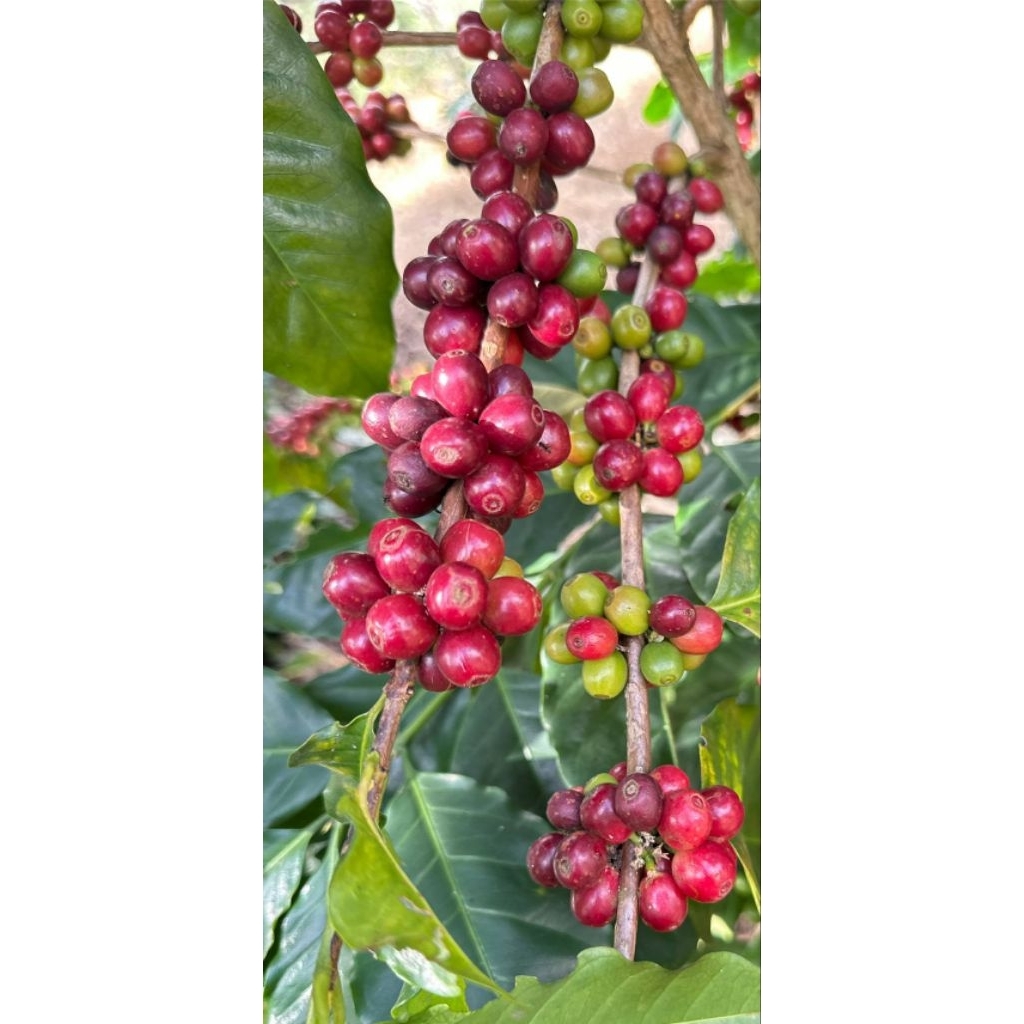 Honey Process คั่วกลาง 200g