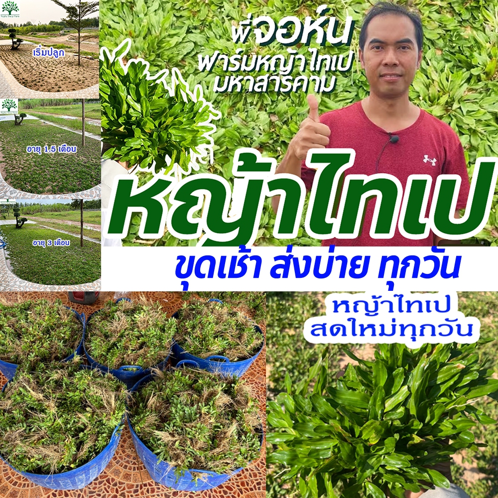 หญ้าไทเป 30 ตารางเมตร (15 กิโลกรัม) ถอนเช้า ส่งบ่ายทุกวัน ปลูกหญ้าไทเปไม่ต้องตัดแน่นอน