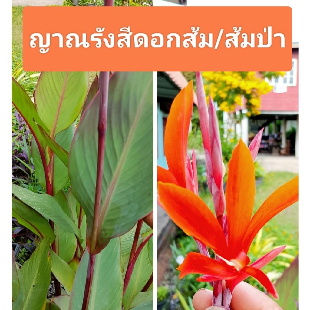 คุ้ม‼️💥ใหม่💥🌼ส้มป่า🏵️ญาณรังษีใบเขียวแดง💯ไม้ประดับ&สมุนไพร💯🏵️🌼
