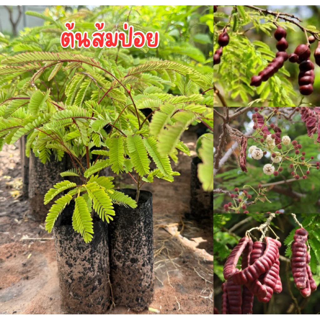 ต้นส้มป่อย 4ต้น80บาท ต้นเพาะเมล็ด พร้อมปลูกครับ