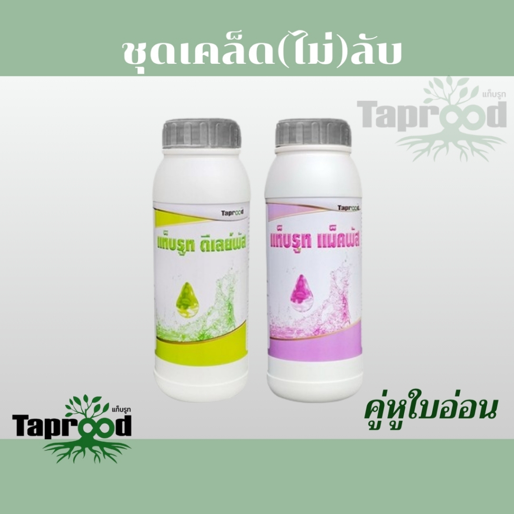 คู่หูใบอ่อน แก้ใบอ่อนระยะฉุกเฉิน