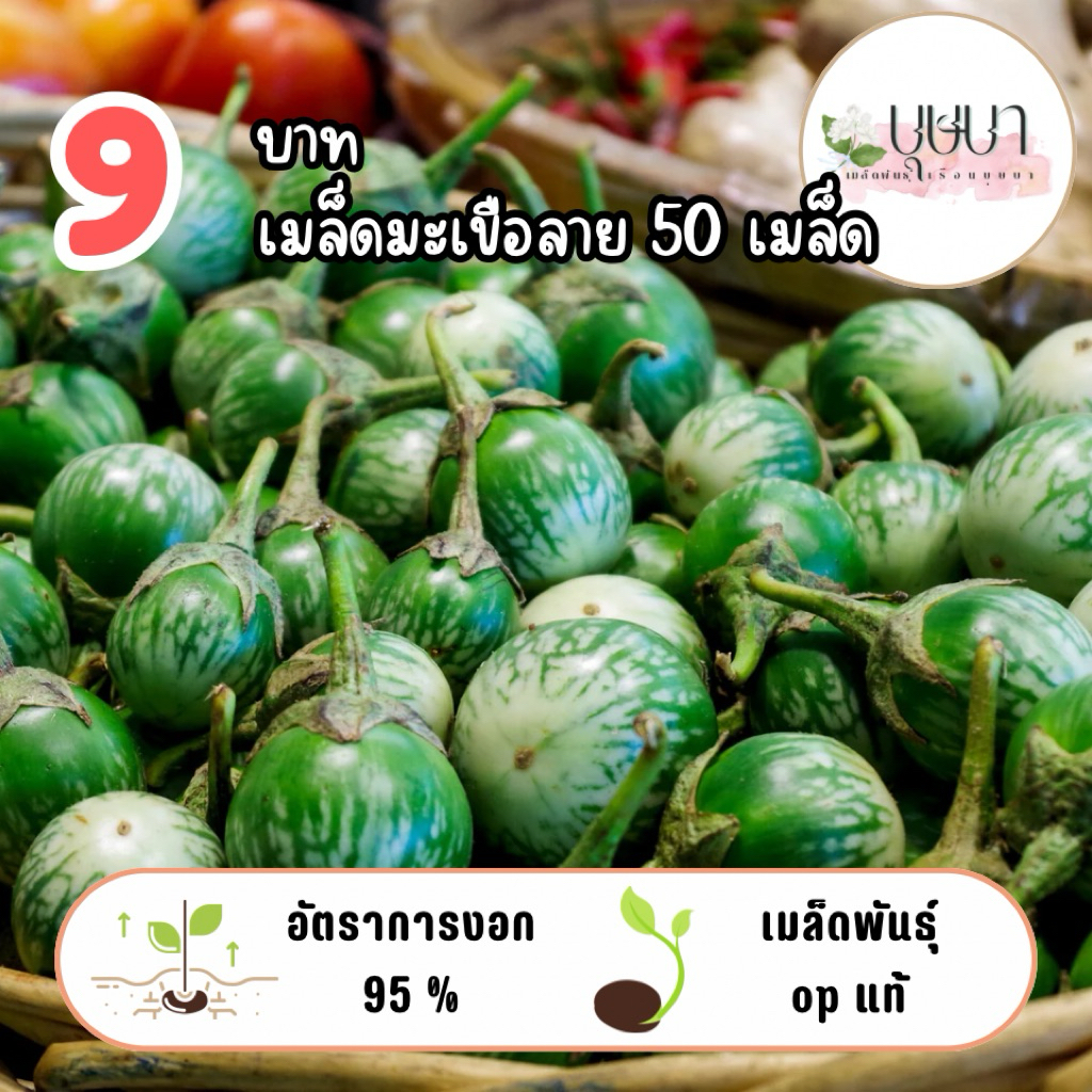 มะเขือลาย 9บาท 50เมล็ด