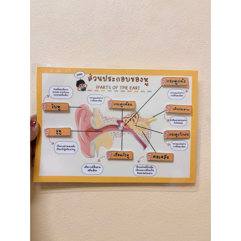 “ส่วนประกอบของหู” สื่อการสอนวิชาวิทยาศาสตร์บูรณาการกับวิชาสุขศึกษา“