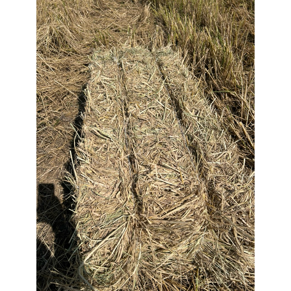 ฟางข้าว ฟางอัดก้อน ฟางข้าวแบ่งขาย 9บาท ก้อนฟาง99บาท