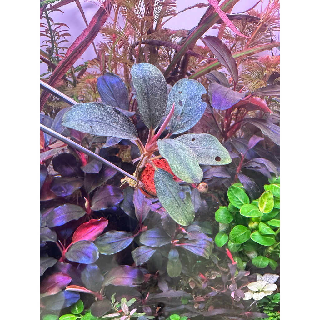 Bucephalandra sp.   ทักข้อความขอรูปปัจุบันได้ครับ(ตัดจากตู้ไม่แน่ใจจากต้นไหน)