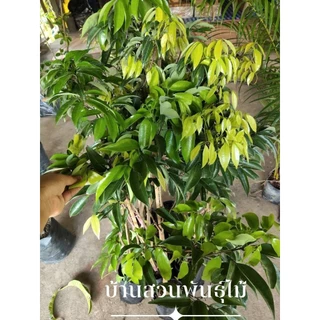 ต้นลิ้นจี่ พันธุ์จักรพรรดิ ต้นกิ่งตอน สูง 80-100 ซม.