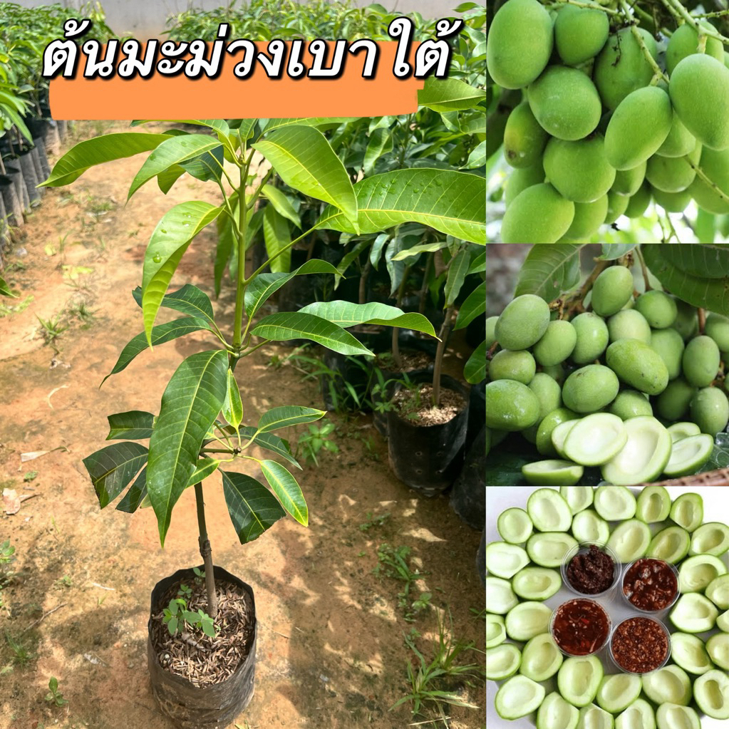 ต้นมะม่วงเบาใต้ เสียบยอดต้นสวย 1ต้น129.พร้อมส่ง