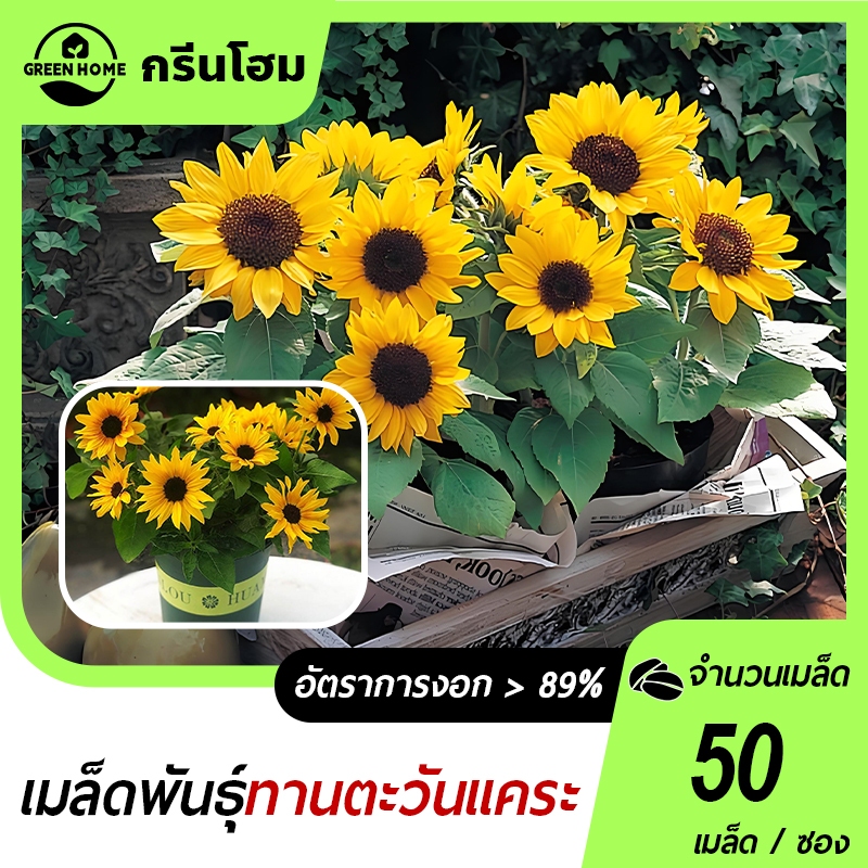 50 เมล็ด ทานตะวันแคระ ดอกทานตะวันจิ๋วดอกไม้ประดับ ทนความร้อนและง่ายปลูกในกระถาง