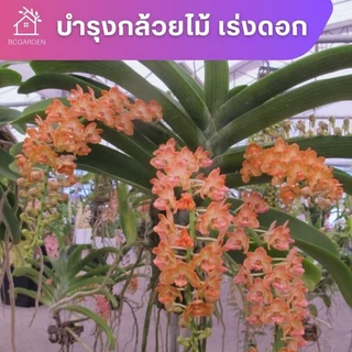 ปุ๋ยกล้วยไม้ บำรุงต้น บำรุงดอก เร่งดอก เร่งสี กล้วยไม้ พร้อมใช้ไม่ต้องผสมน้ำ 450 ml