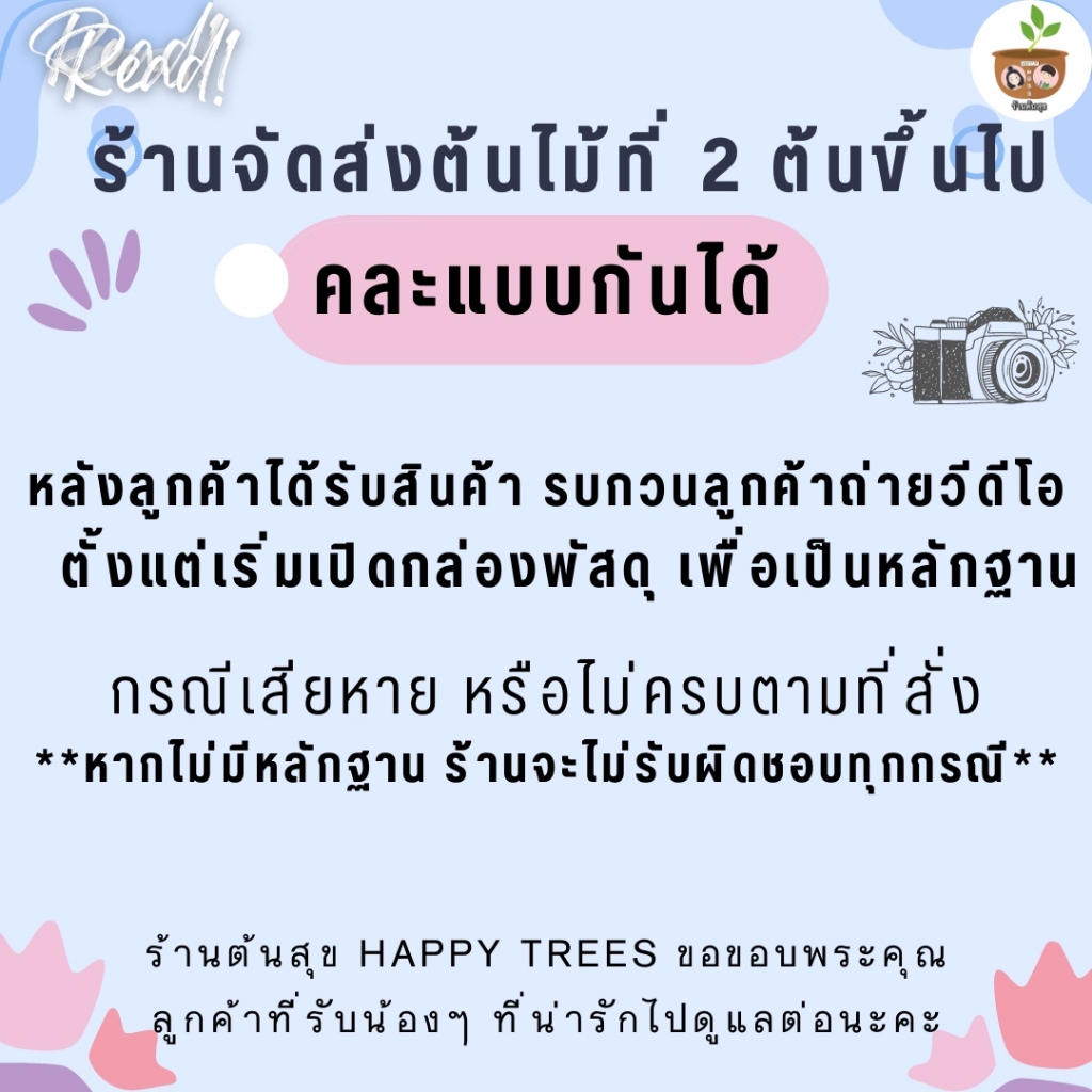 ้ต้นฤาษีผสม จัดส่งที่ 2 ต้นขึ้นไป คละแบบได้
