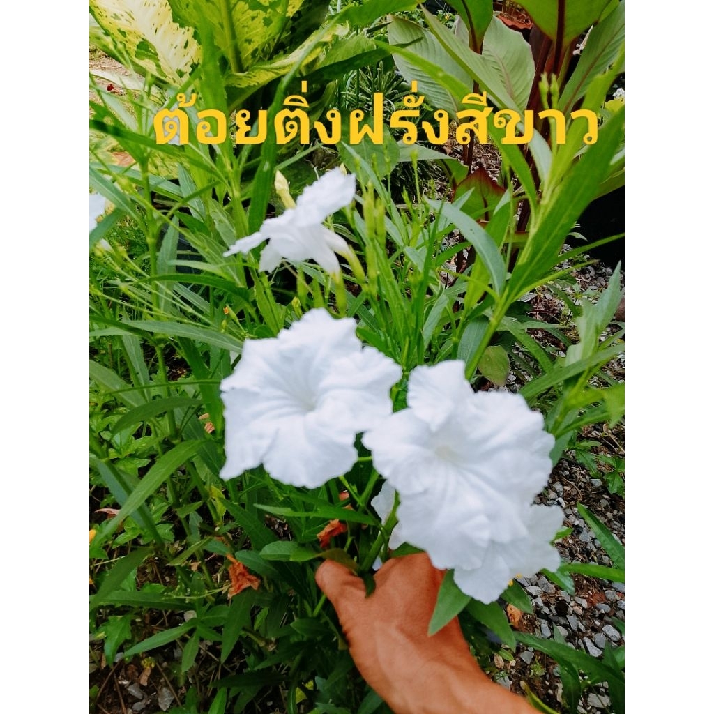 💮ต้อยติ่งฝรั่งสีขาว💮‼️คุ้มสุด‼️(เซ็ต20กิ่ง=29฿)กิ่ง30CM.++ 💮ไม้ล้อมรั้ว💯ทนแดด💯ทนแล้ว💯ปรับภูมิทัศน์💯