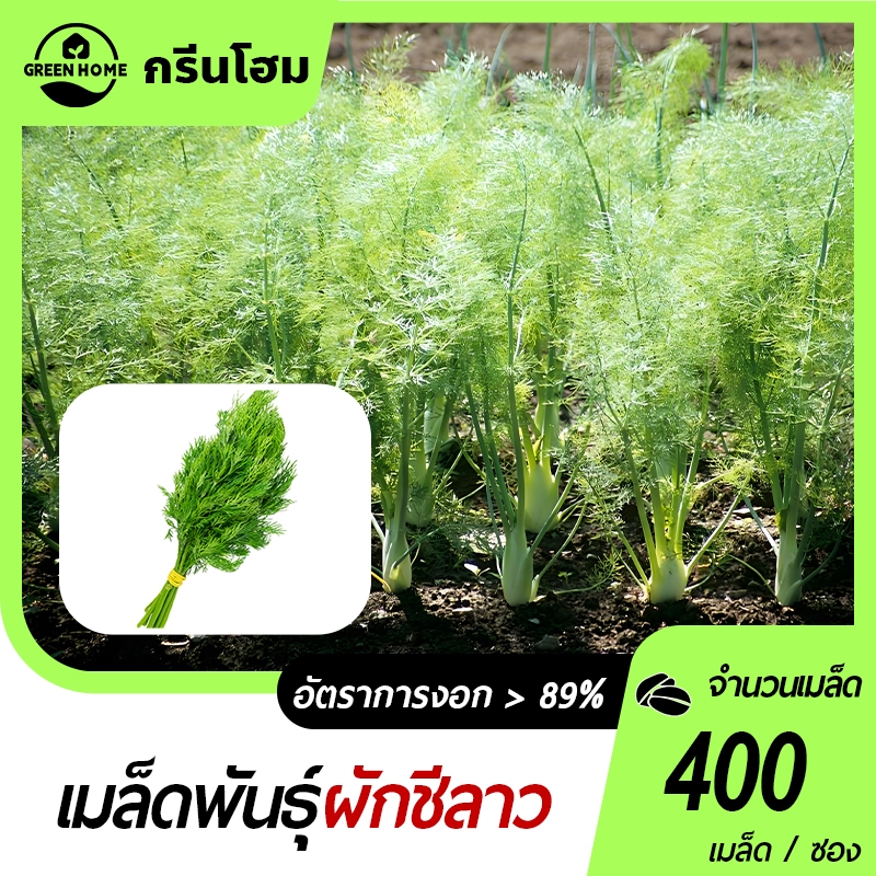 400 เมล็ด เมล็ดผักชีลาวl เมล็ดพันธุ์ผักชีลาว เมล็ดพันธุ์ผัก เมล็ดผักสวนครัว กลิ่นหอมเข้ม  ผักชี