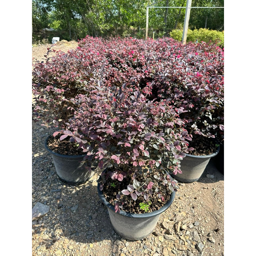 ♥️ต้นหงส์ฟู่✨💜หงส์ฟู่(Loropetalum chinense)💜 หรือ🩷มั่งมีศรีสุข🩷 เป็นไม้พุ่มยืนต้นที่มีถิ่นกำเนิดในประเทศจีนกระถาง11นิ้ว
