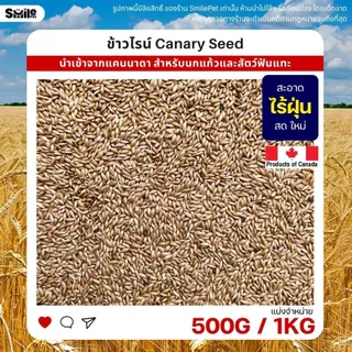 ข้าวไรย์ Canada Canary Seed อาหารนกแก้ว และสัตว์พันแทะ ข้าวไรน์ บำรุงขน (แบ่งขาย 500G / 1KG)
