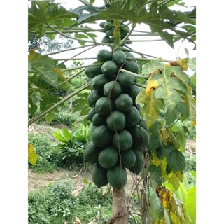 มะละกอดิบ อินทรีย์แท้💯% เก็บสดๆ ใหม่ๆ จากสวน สำหรับทำส้มตำ ล…