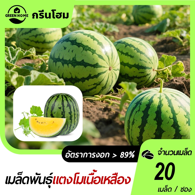 แตงโมเหลือง แตงโมสีเหลือง 20 เมล็ด งอกง่าย โตไว ลูกดก ทานอร่อย