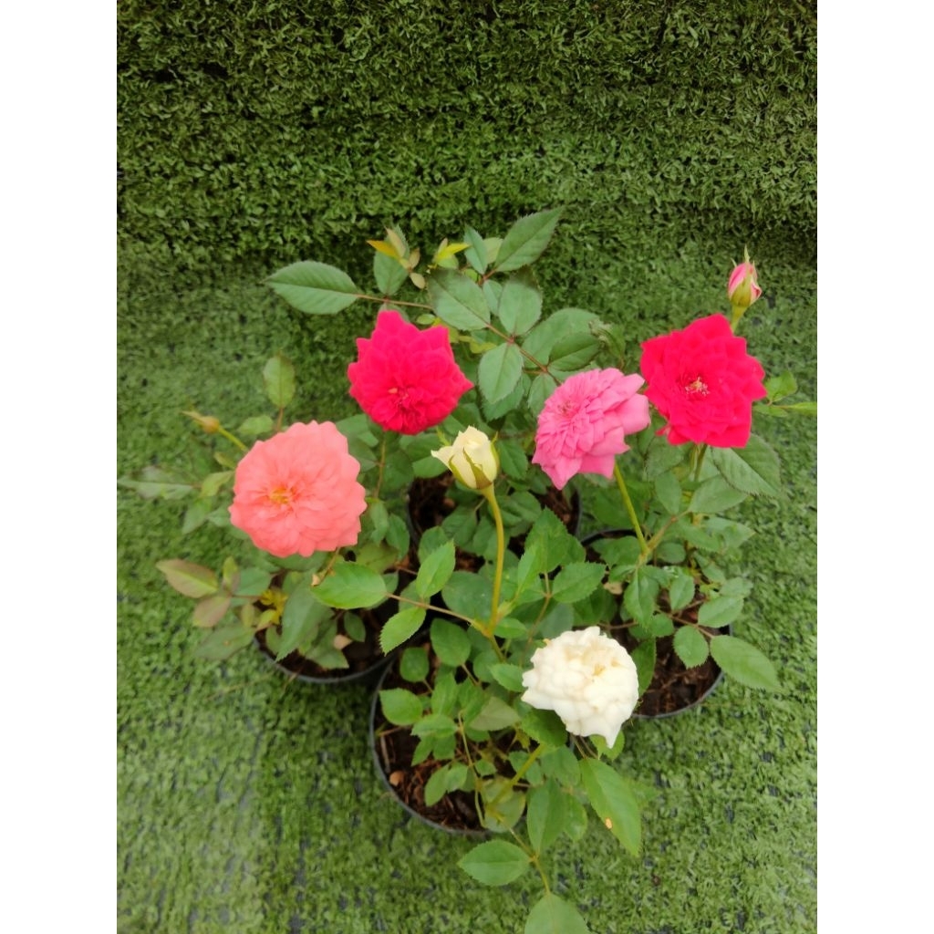 ต้นกุหลาบหนู (  Fairy Rose )ไม้ในกระถาง3"