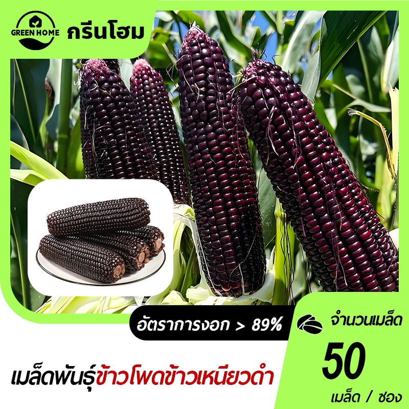 50 เมล็ด เมล็ดพันธุ์ข้าวโพดสีดำ เมล็ดข้าวโพด เมล็ดข้าวโพดสีดำ  ผักออร์แกนิก ปลูกได้ตลอดปี