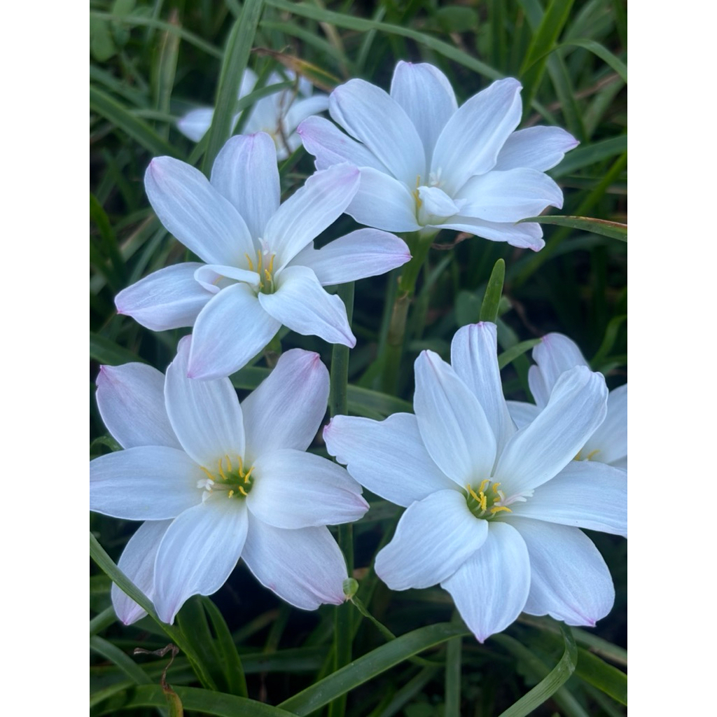บัวดินชื่อZ.Yukiดอกมีสีขาวปชายกลีบอมชมพูน่ารักชุดละ3หัว50บาท