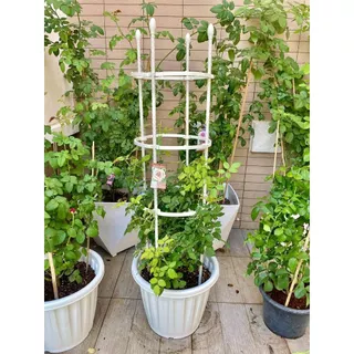 🌹 ซุ้มไม้เลื้อย กุหลาบ 4 ขนาด 🌿 โครงเหล็กดัด เคลือบ PE กันสนิม ใช้ในกระถางได้ ซุ้มปลูกไม้เลื้อย ระแนงตกแต่งสวน