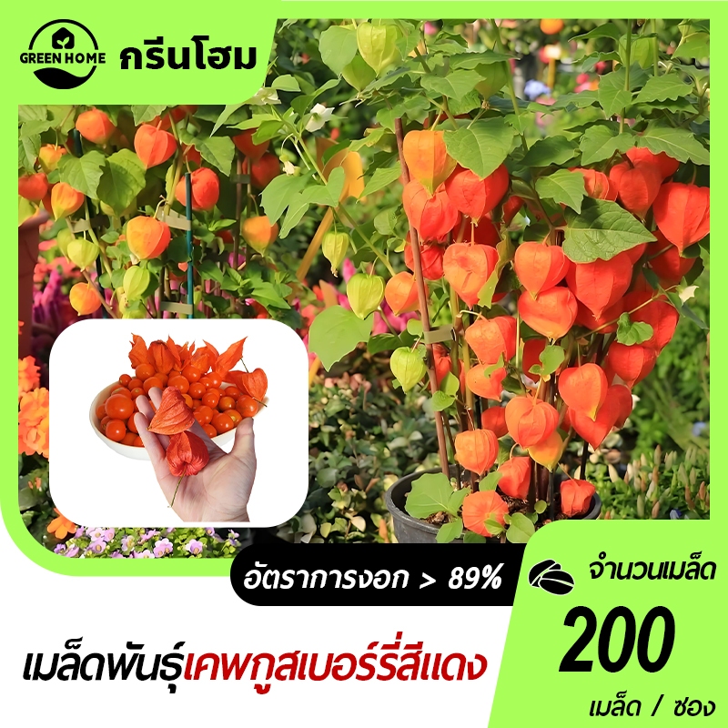 200 เมล็ด เมล็ดพันธุ์เคพกูสเบอร์รี่ สีแดง เคพกุส เบอร์รี่หวาน ปลูกง่าย เมล็ดผลไม้