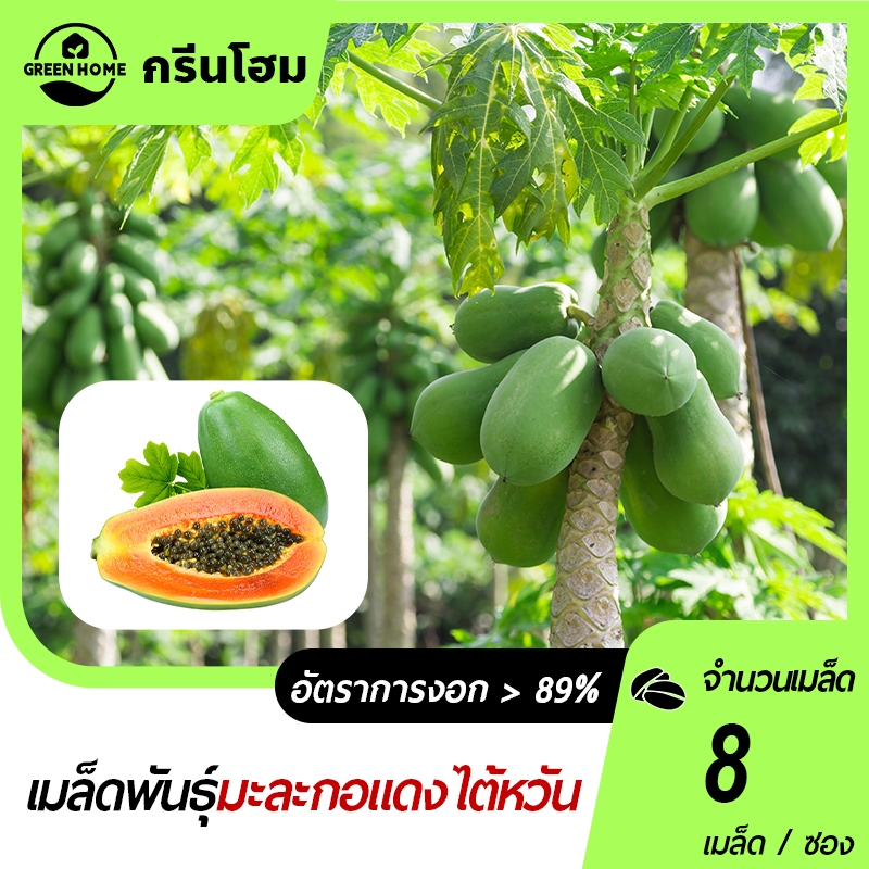 มะละกอเรด เลดี้📌เมล็ดพันธุ์มะละกอเรด เลดี้ 8 เมล็ด🍀งอกดี ☘️ลูกดก🌱 โตเร็ว 👍ทานอร่อย