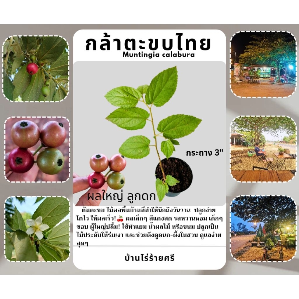 กล้า ต้นตะขบ ลูกใหญ่ โตไว ให้ร่มเงา : Muntingia calabura