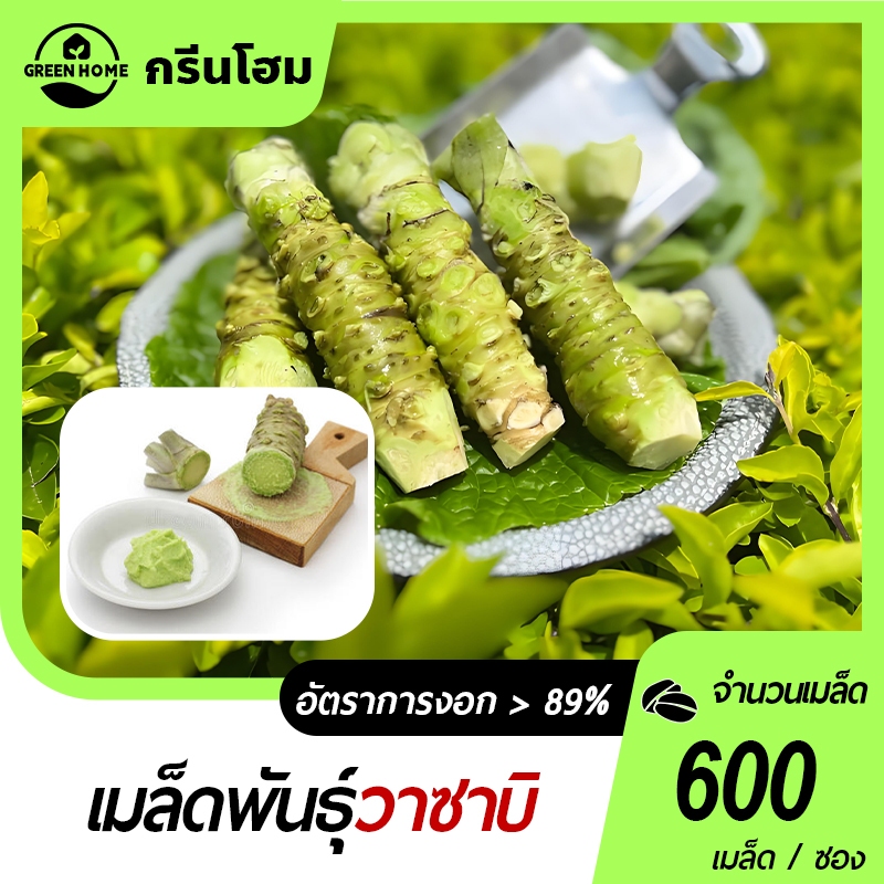 วาซาบิญี่ปุ่น🎯เมล็ดพันธุ์วาซาบิญี่ปุ่น 600 เมล็ด🍀สายพันธุ์แท้นำเข้า