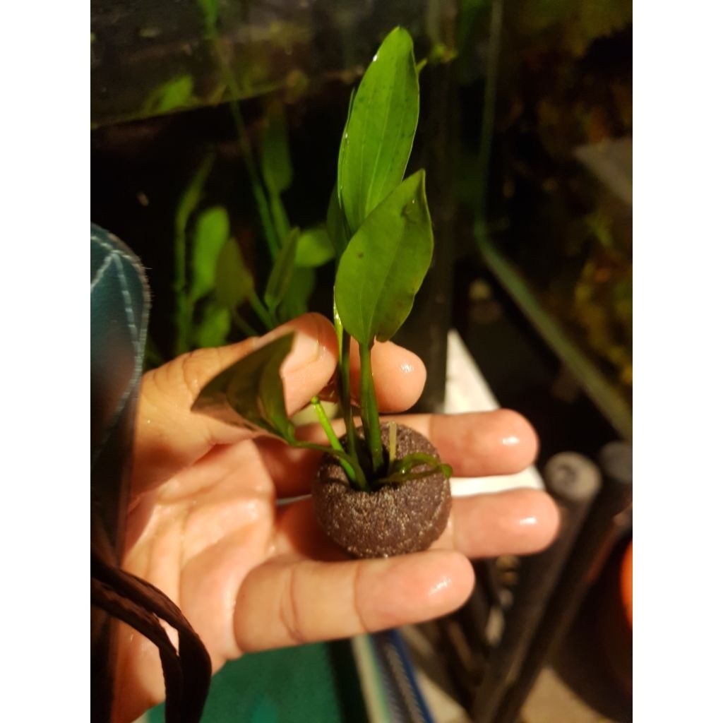 ต้นอะเมซอนจิ๋วต้นไม้น้ำใส่โหลปลากัดน่ารักสุดคุ้ม - รูปที่ 3