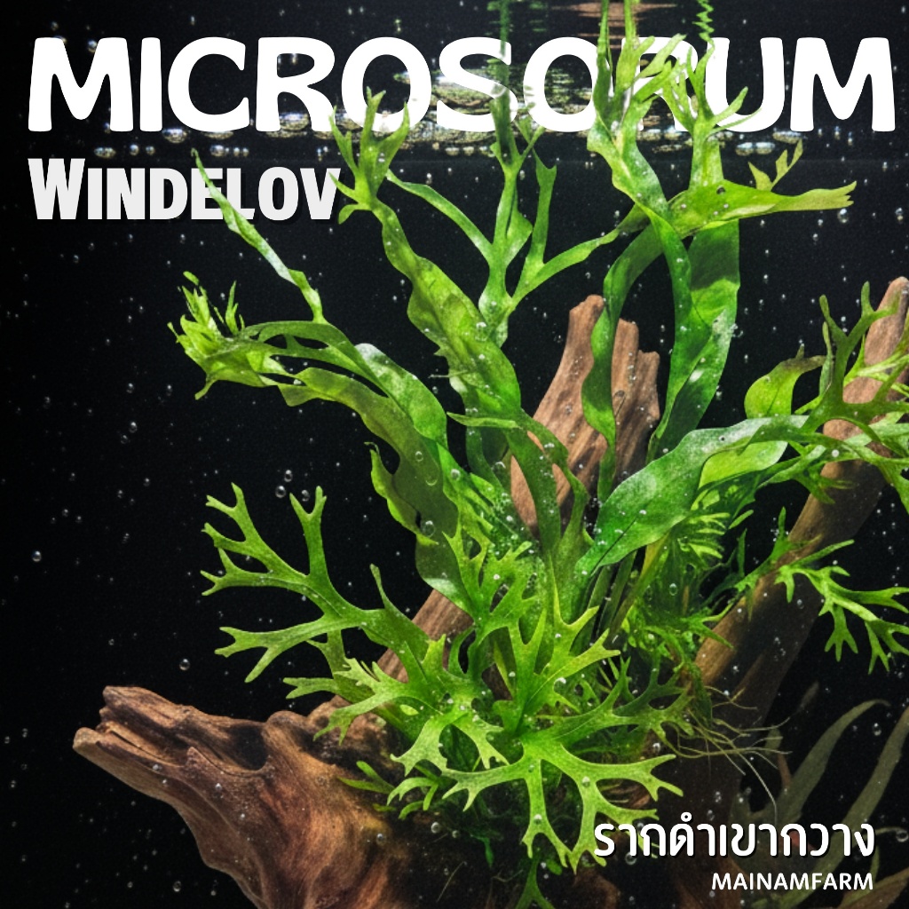 เฟิร์นรากดำ เขากวาง เลือกขนาดได้- MICROSORUM PTEROPUS ‘WINDELOV’ ต้นไม้น้ำ