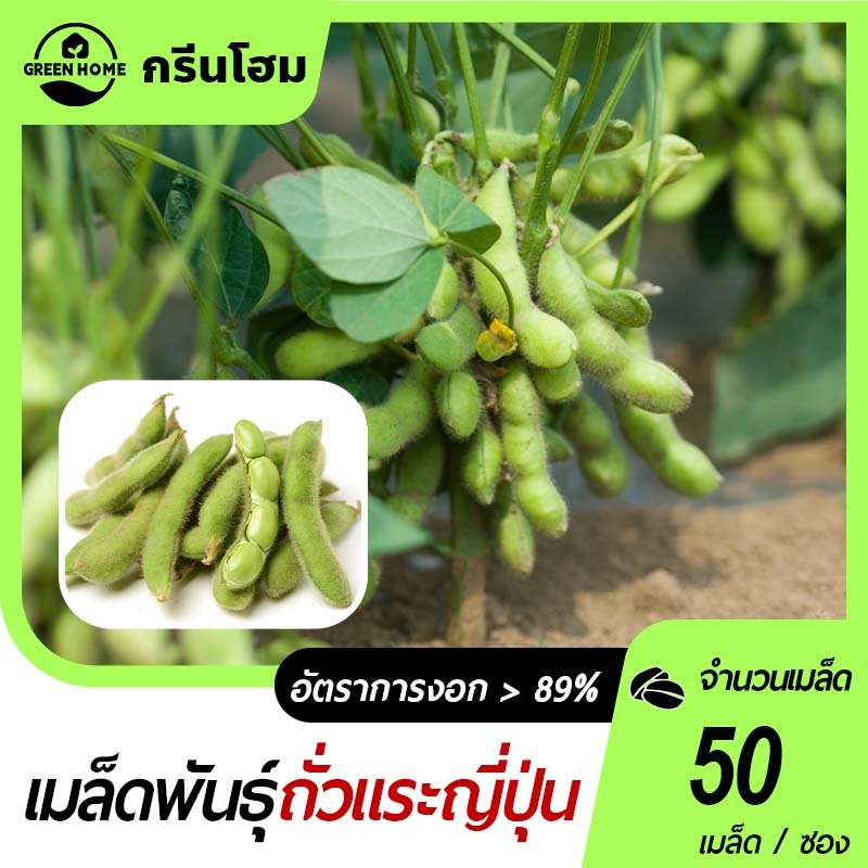 ถั่วเเระญี่ปุ่น สำหรับปลูก 50เมล็ด ปลูกง่าย ขึ้นไ ทำน้ำเต้าหู้ ทำอาหารได้หลายอย่าง