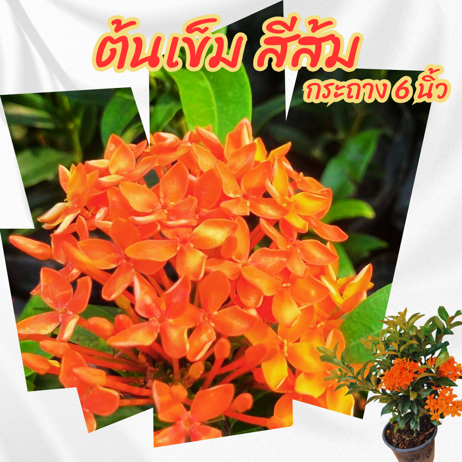 ต้นเข็มเล็ก เข็มรั้วดอกสีส้ม กระถาง 6 นิ้ว(ส่งพร้อมกระถาง)ไม้จัดสวนไม้ดอกไม้ประดับ