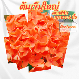 ต้นเข็มดอกใหญ่ ดอกสีส้มโอรส กระถาง 6 นิ้ว(ขั้ต่ำ 2 ต้น)(ส่งพร้อมกระถาง)
