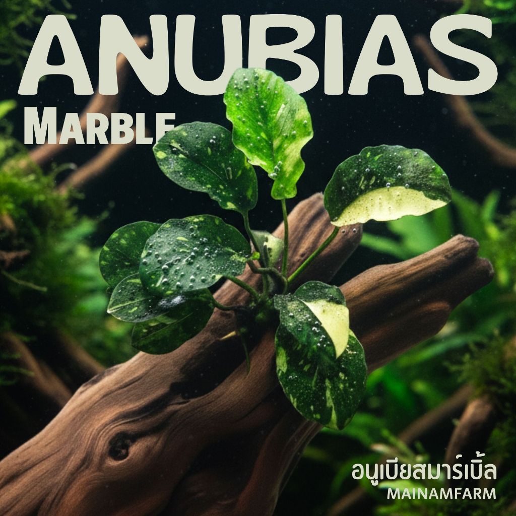 อนูเบียสใบด่าง "มาร์เบิ้ล" เลือกขนาดได้ - ANUBIAS NANA VARIEGATED ‘MARBLE’ ต้นไม้น้ำ หายาก