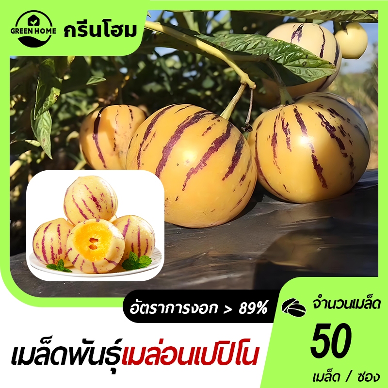 50 เมล็ดเมล็ดพันธุ์ เมล่อนเปปิโน Pepino Melon Seeds - เมล็ดพันธุ์เมล่อนเปปิโนฮอลแลนด์