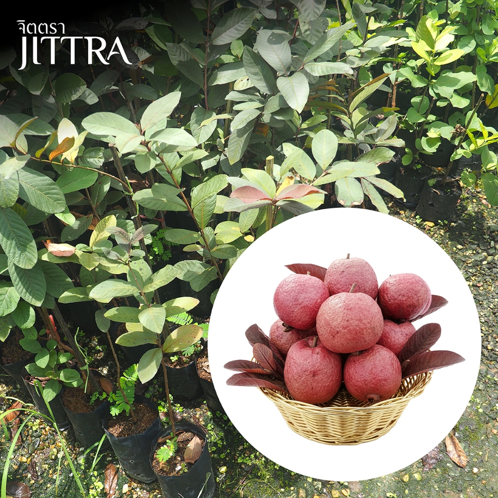 จิตตรา ต้นพันธุ์ฝรั่งแดงอโยธยา เบอร์ 3 ตอนกิ่งสูง 60-80 ซม. โตไวให้ผลเร็ว พร้อมส่ง เคลมฟรี