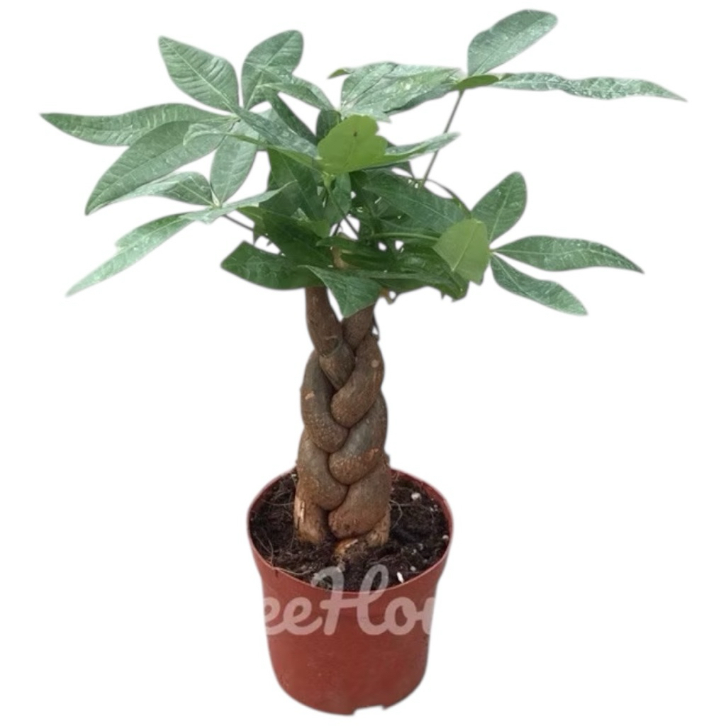 ศุภโชคถัก กระถาง 5นิ้ว / Pachira aquatica pot 5 ต้นใหญ่กว่าในรูป