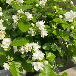 50เมล็ด/ซอง ต้นมะลิ เมล็ดพันธุ์ เมล็ดดอกไม้ Fragrant White Jasmine Seeds Jasmine Flower Seeds【ซื้อ 5 แถม 5 ฟรี】