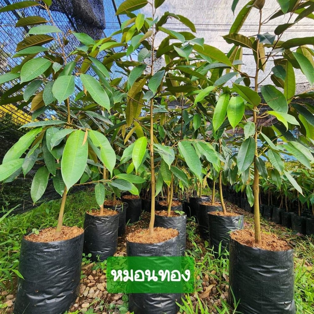 ต้นทุเรียนหมอนทอง ทุเรียนดีเมืองชุมพร🌳ถุงใหญ่ 80-100ซม เลือกทรงเองได้