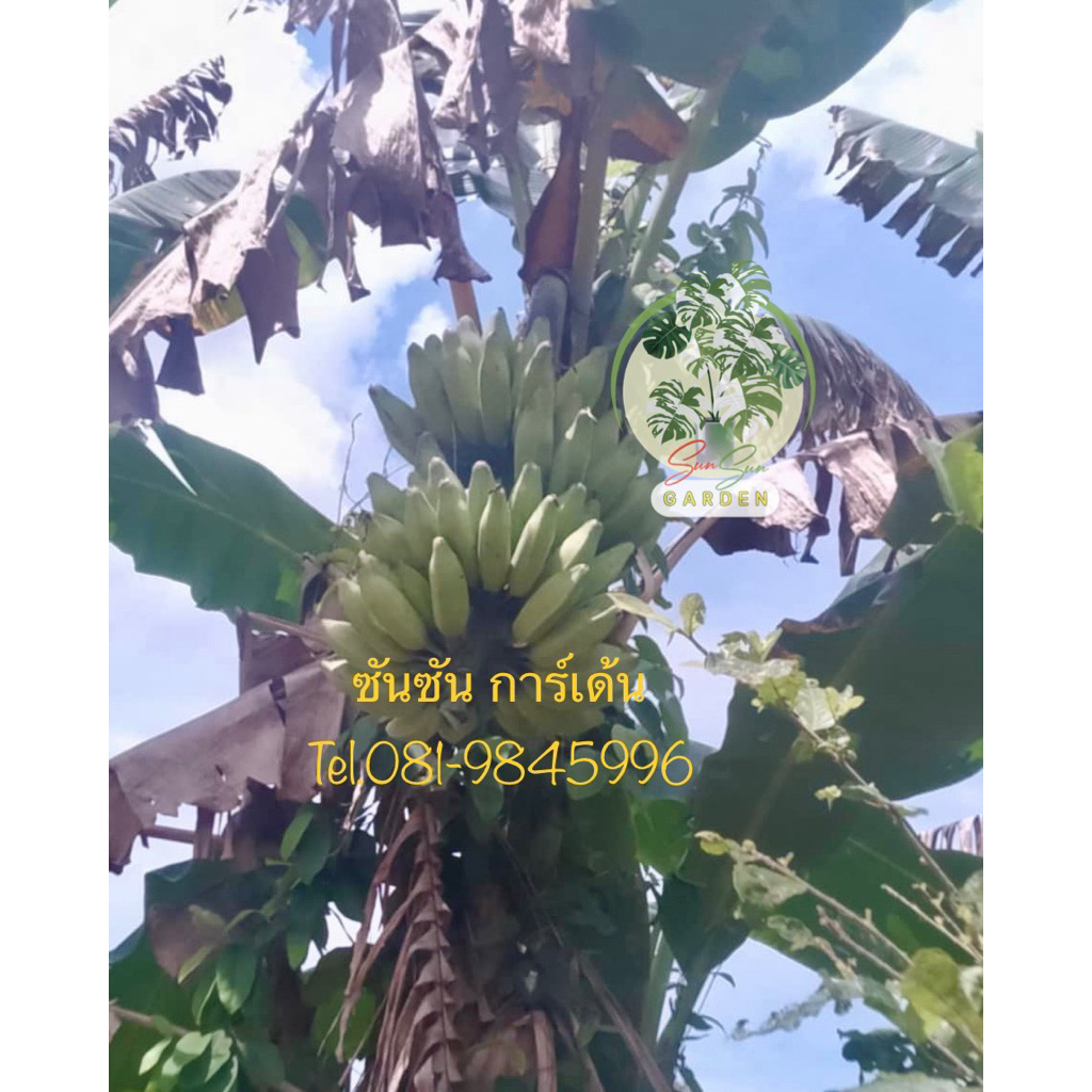 ต้นกล้วยหักมุก (จำนวน 2 ต้น) 🌿 คัดเลือกจากแม่พันธุ์ดี 📌เป็นต้นจากการเพาะเลี้ยงเนื้อเยื่อ จึงปลอดโรคและหนอนกอ 💯%