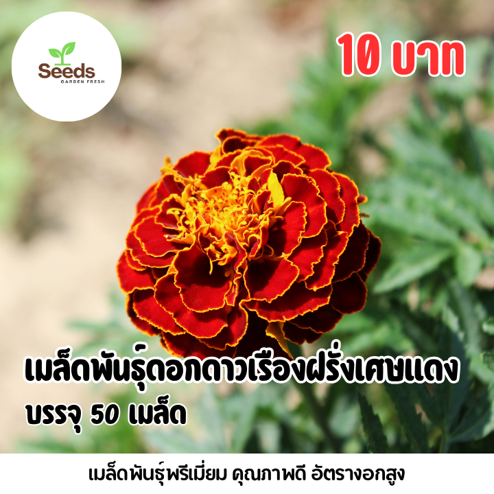 เมล็ดพันธุ์ ดอกดาวเรืองฝรั่งเศษแดง บรรจุ 50 เมล็ด