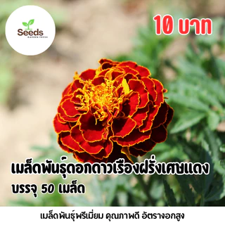 เมล็ดพันธุ์ ดอกดาวเรืองฝรั่งเศษแดง บรรจุ 50 เมล็ด