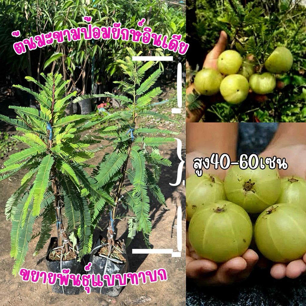 ต้นขามป้อมทาบกิ่ง ต้นมะขามป้อมเป็นผลไม้ที่มีวิตามินซีสูง และมีคุณค่าทางสมุนไพรด้วย(ราคาต้นละ119บาท)